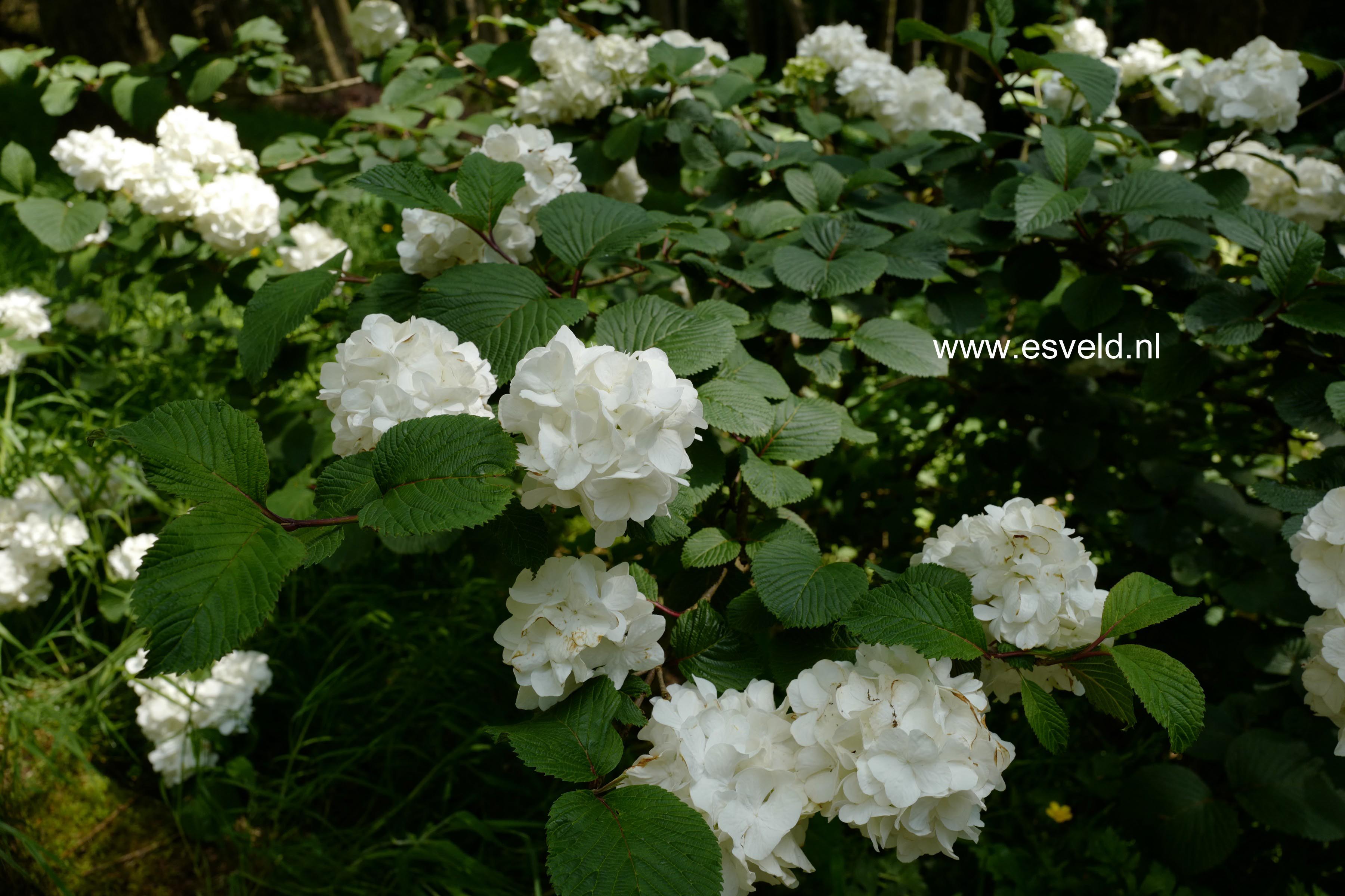 Viburnum plicatum 'Grandiflorum'