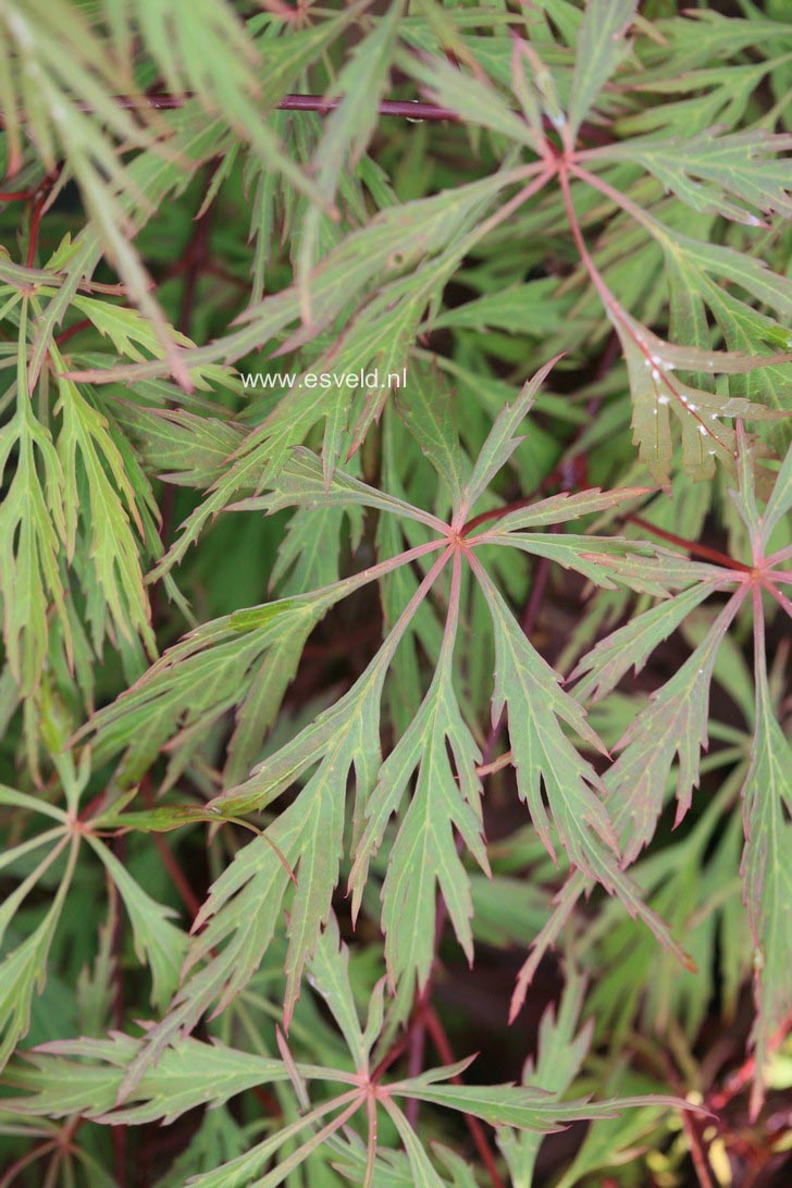 Acer palmatum 'Diana's Gem'