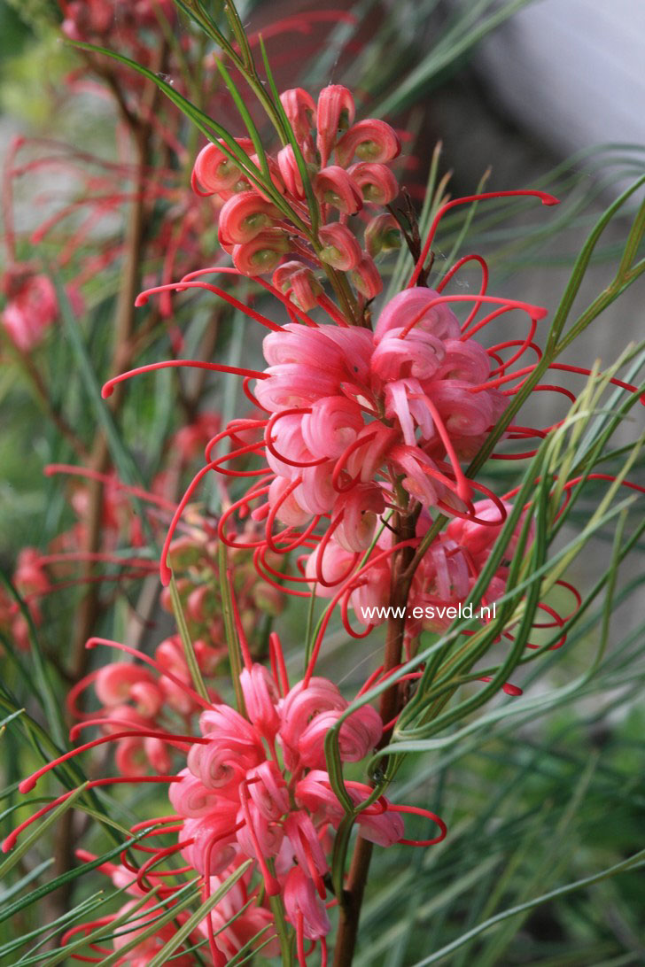 Grevillea johnsonii (33276)