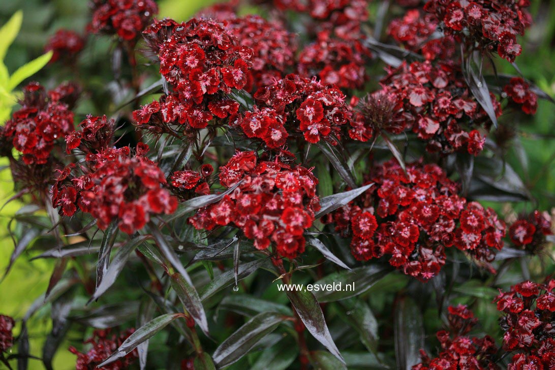 Plantentuin Esveld