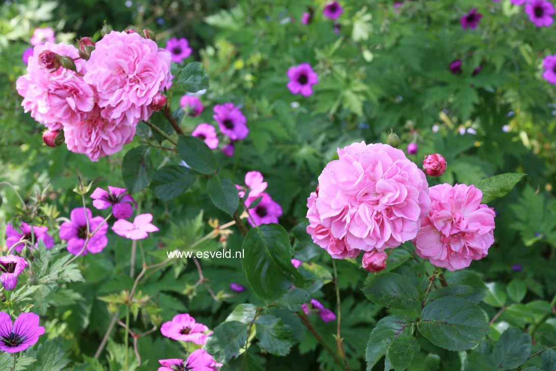 Rosa 'Lavender Lassie'