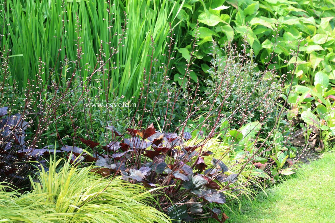 Heuchera 'Frosted Violet' (33623)