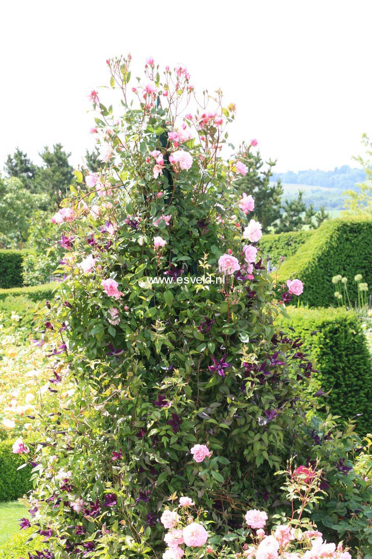 Rosa 'Ausorts' (MORTIMER SACKLER)