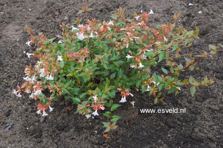 Abelia grandiflora