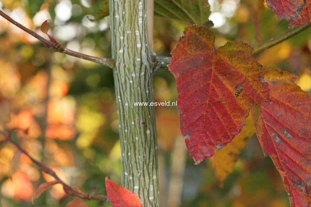 Acer capillipes