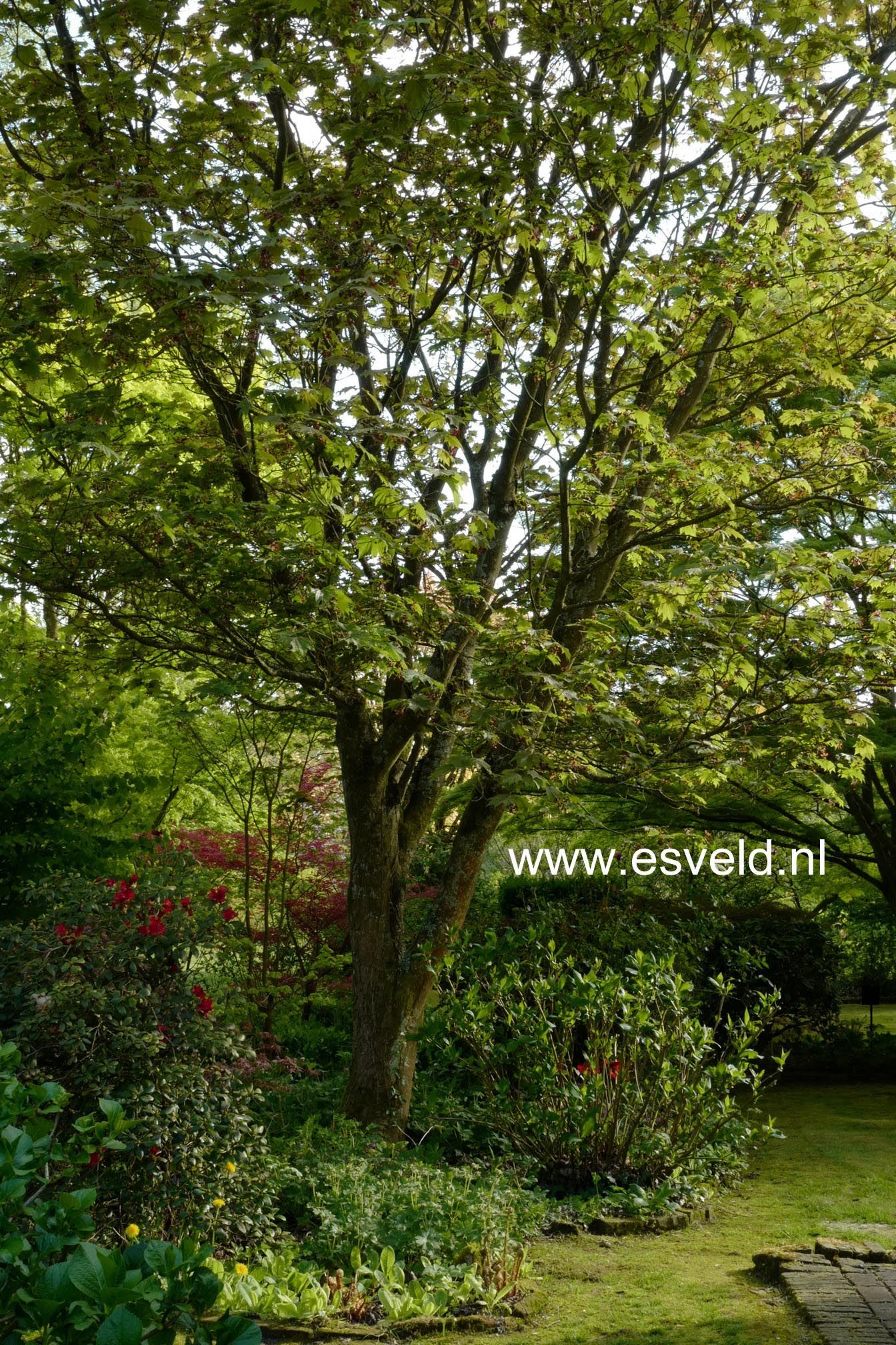 Acer japonicum 'Vitifolium'