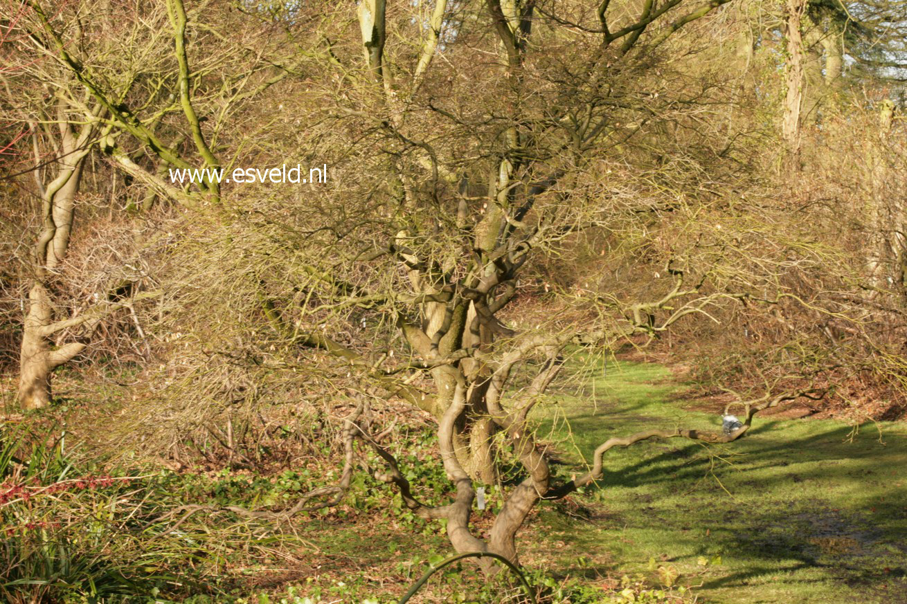 Acer palmatum 'Dissectum'