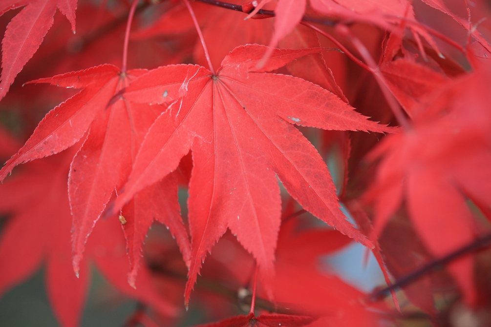 Acer palmatum 'Osakazuki'