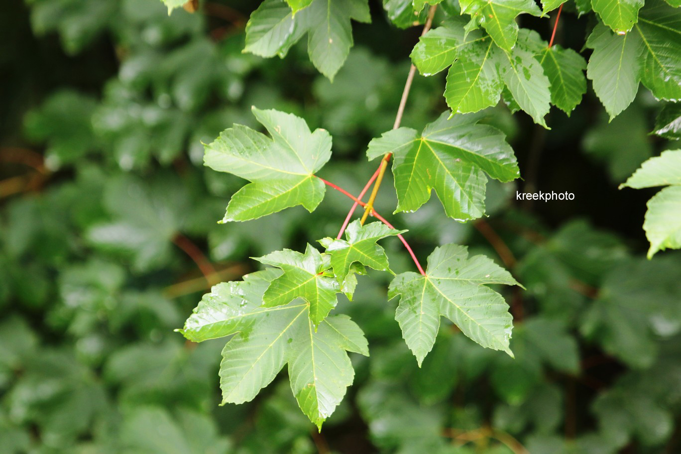 Acer pseudoplatanus