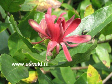 Calycanthus raulstonii 'Hartlage Wine'