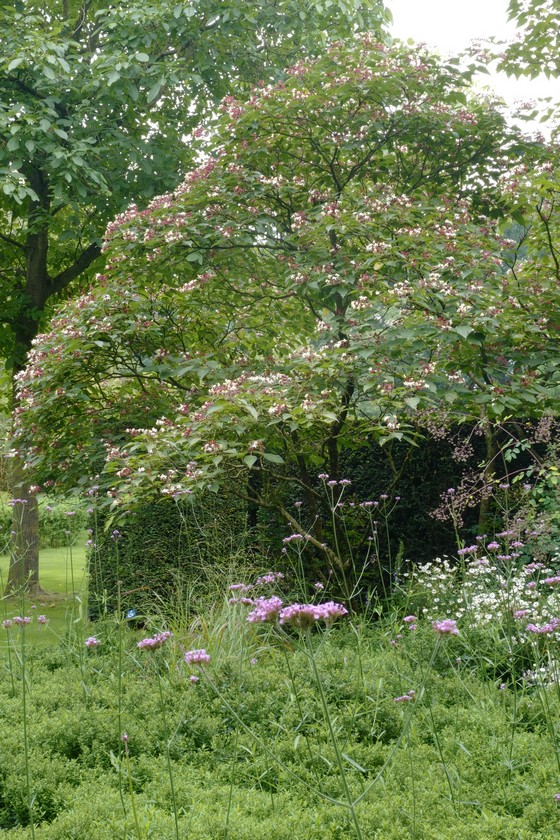 Clerodendrum trichotomum