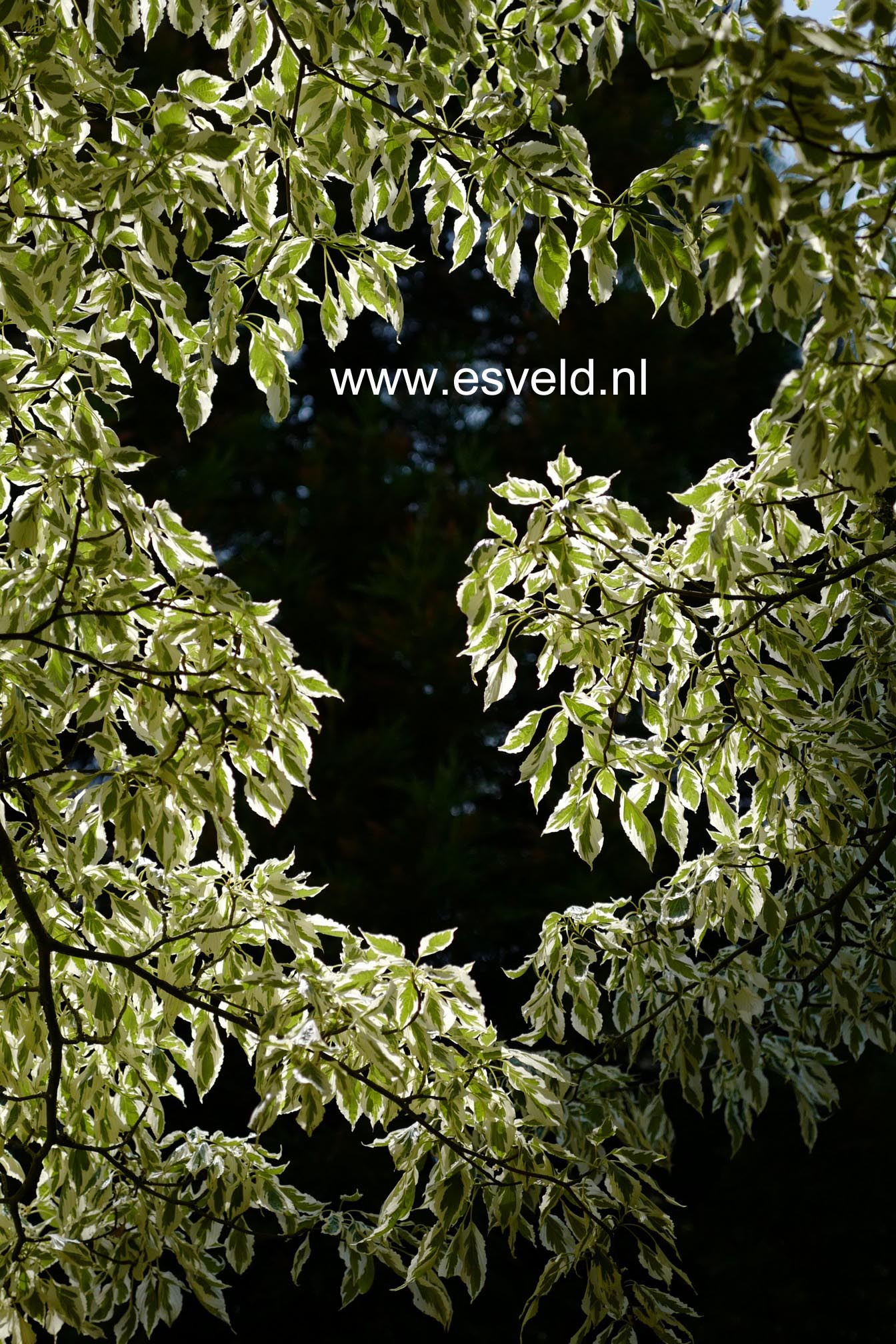 Cornus controversa 'Variegata'