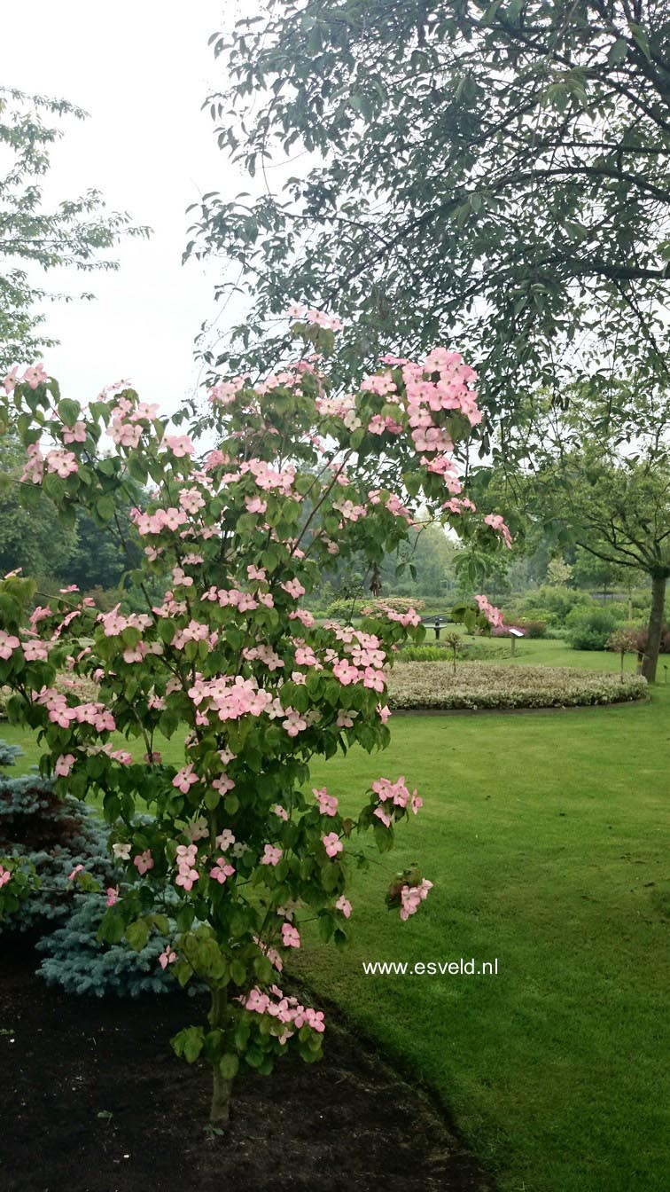 Cornus kousa 'Satomi'