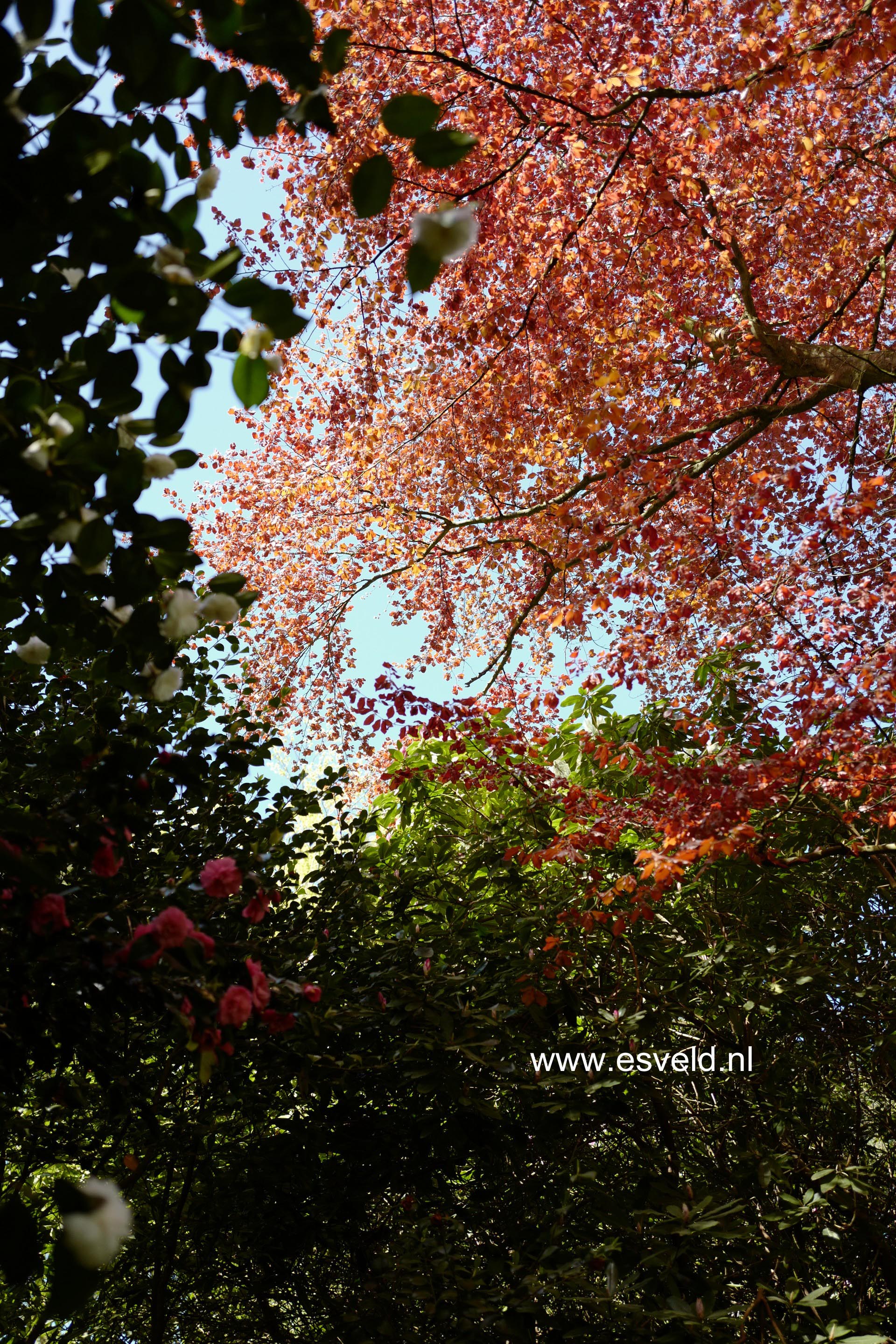 Fagus sylvatica 'Atropunicea'