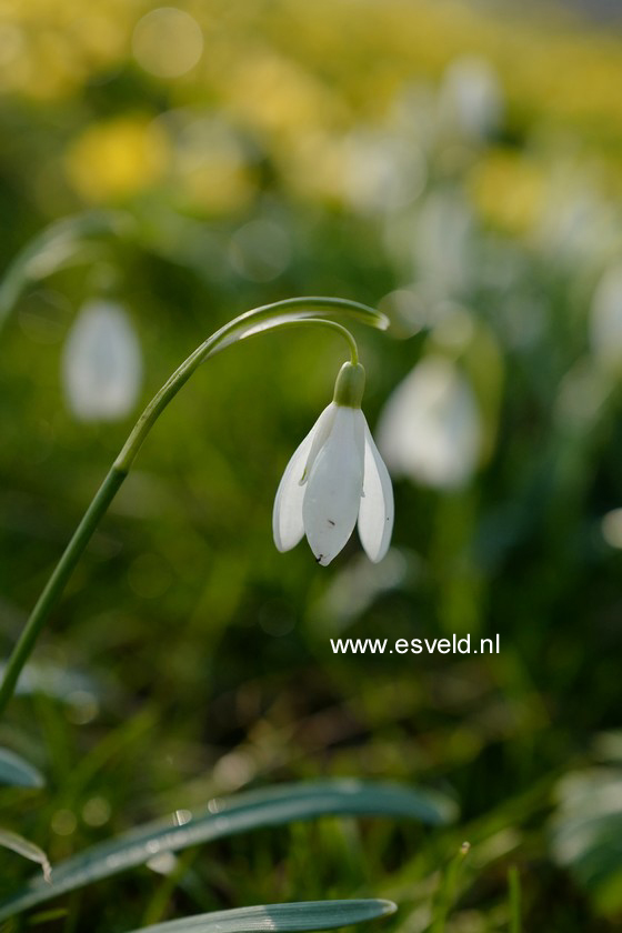 Galanthus nivalis