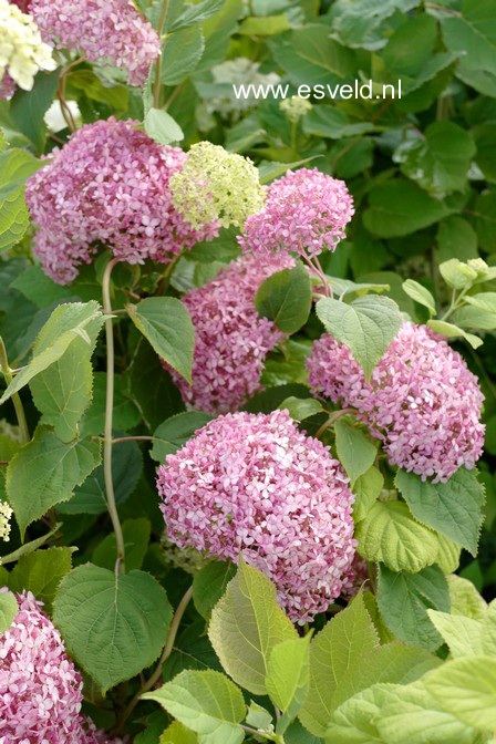 Hydrangea arborescens 'Ncha1' (INVINCIBELLE SPIRIT)