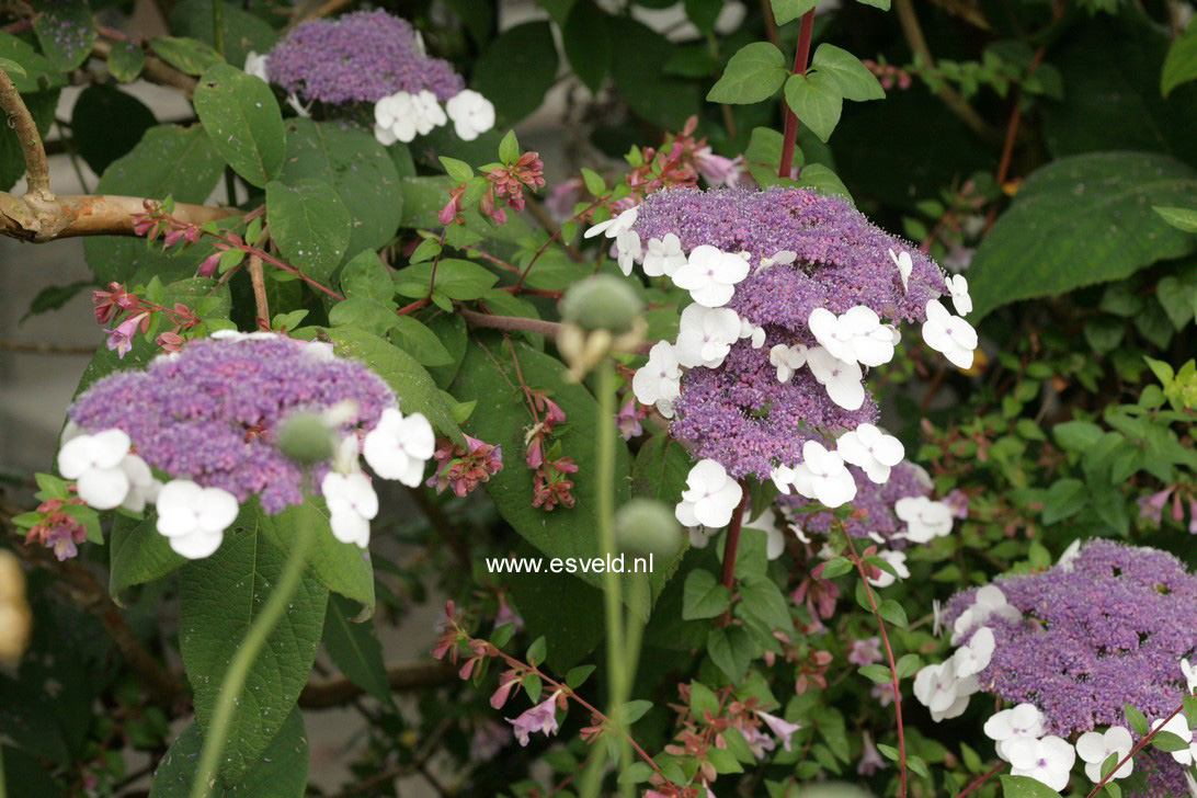 Hydrangea aspera 'Macrophylla'