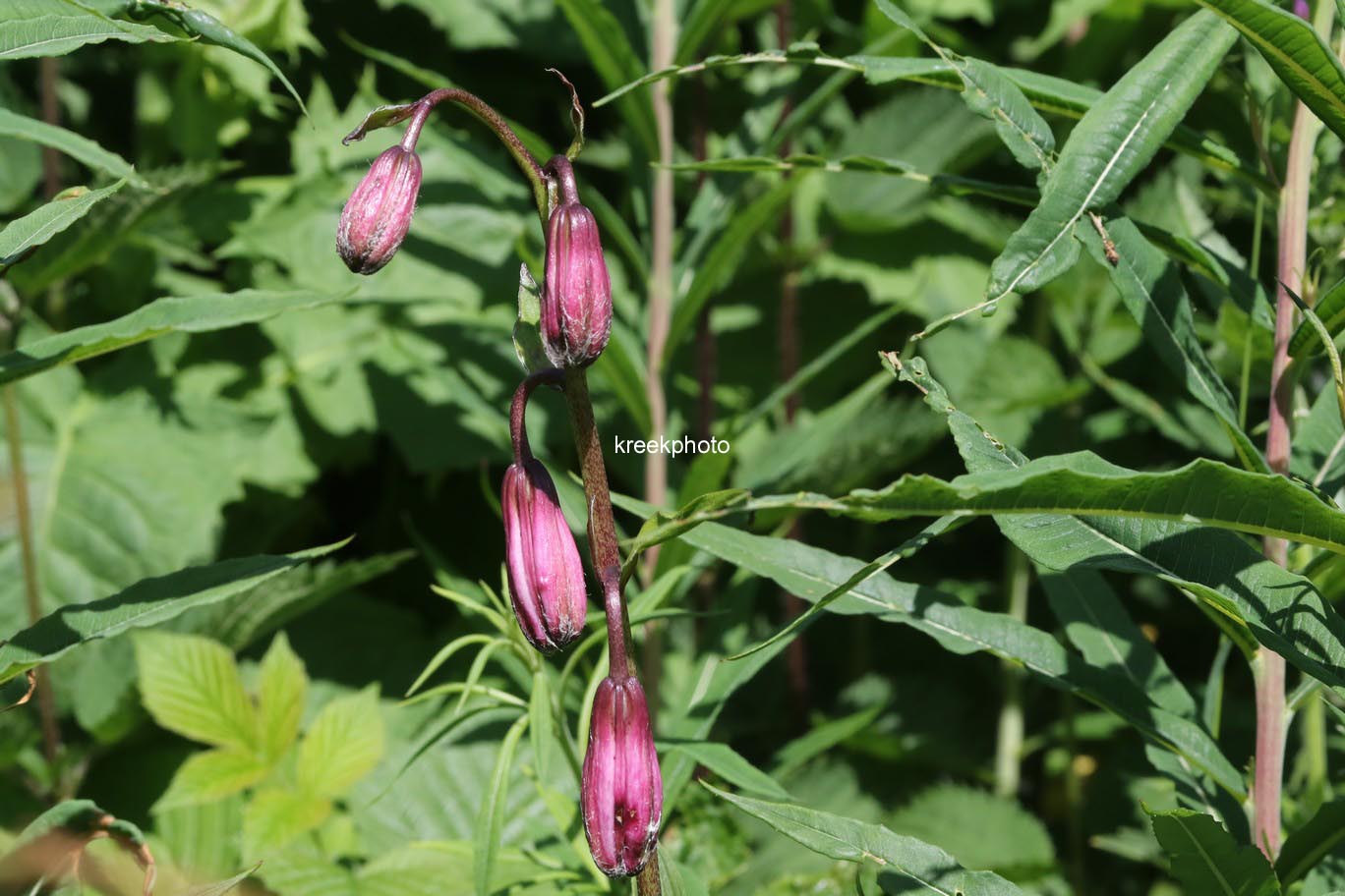 Lilium martagon