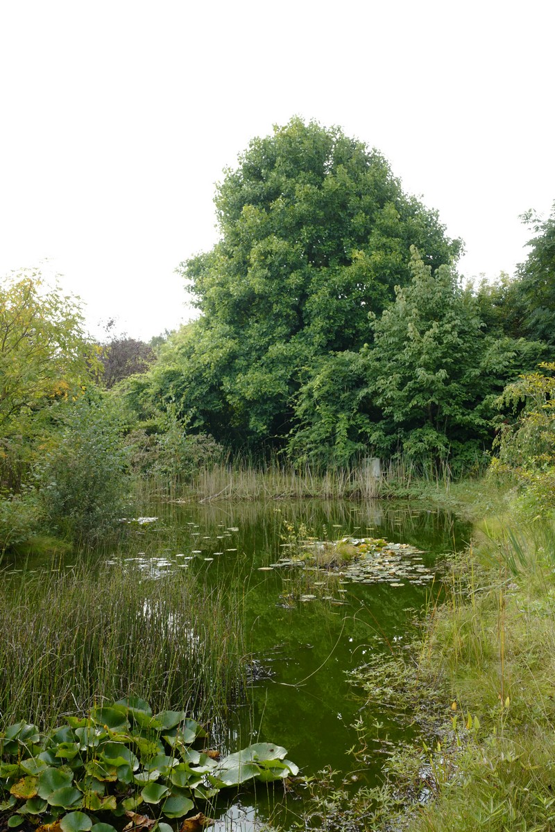 Liriodendron tulipifera