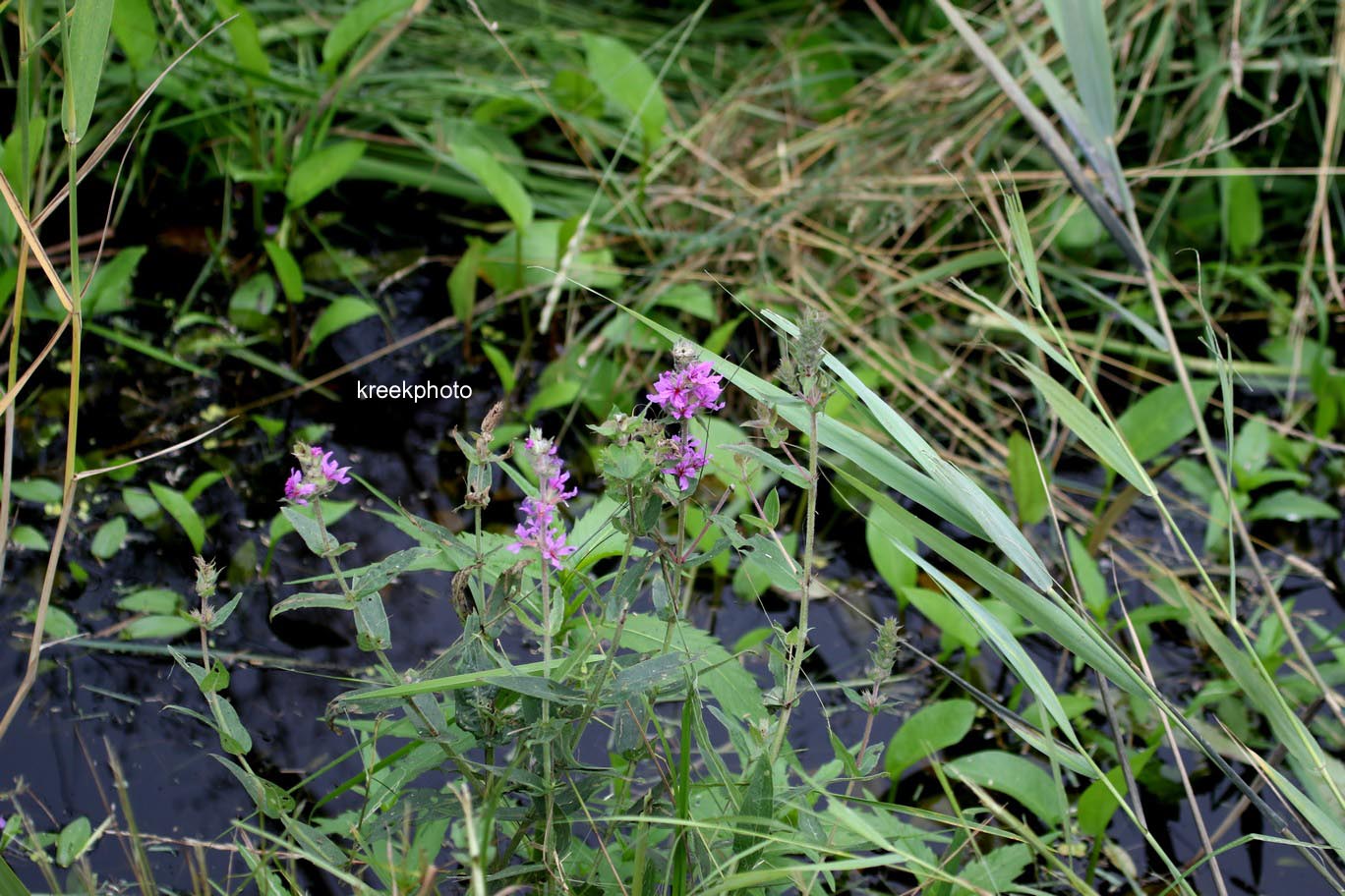 Lythrum salicaria