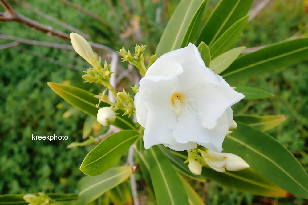 Nerium oleander
