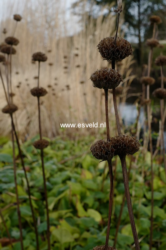 Phlomis russeliana