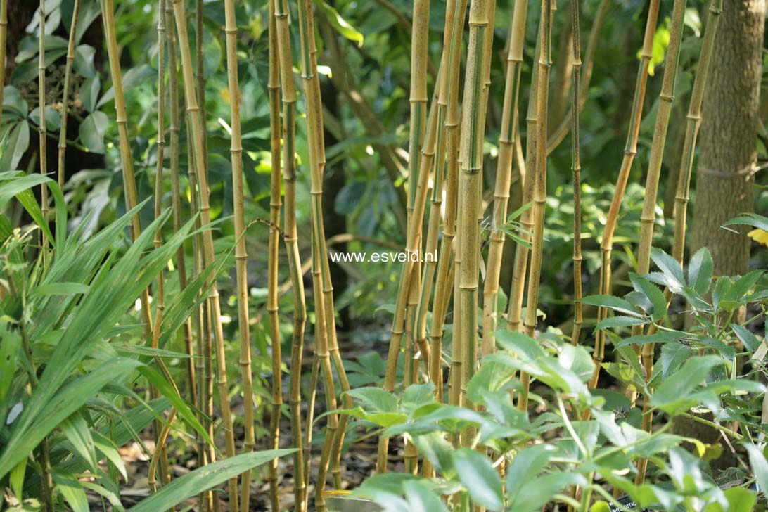 Phyllostachys aureosulcata 'Spectabilis'