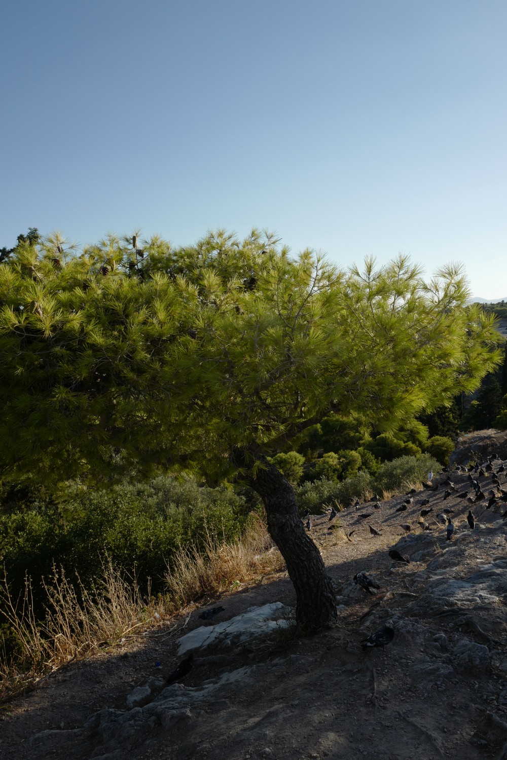 Pinus halepensis