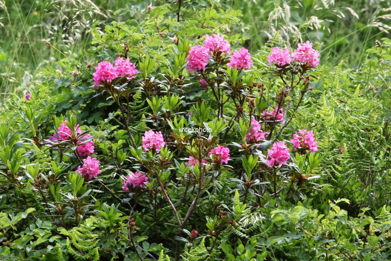 Rhododendron ferrugineum