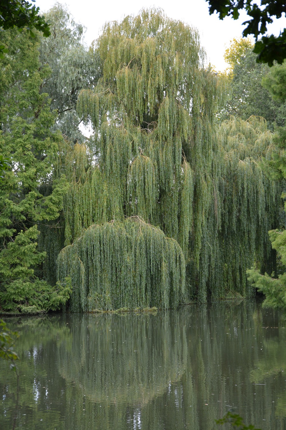 Salix sepulcralis 'Chrysocoma'
