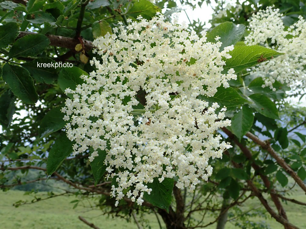 Sambucus nigra