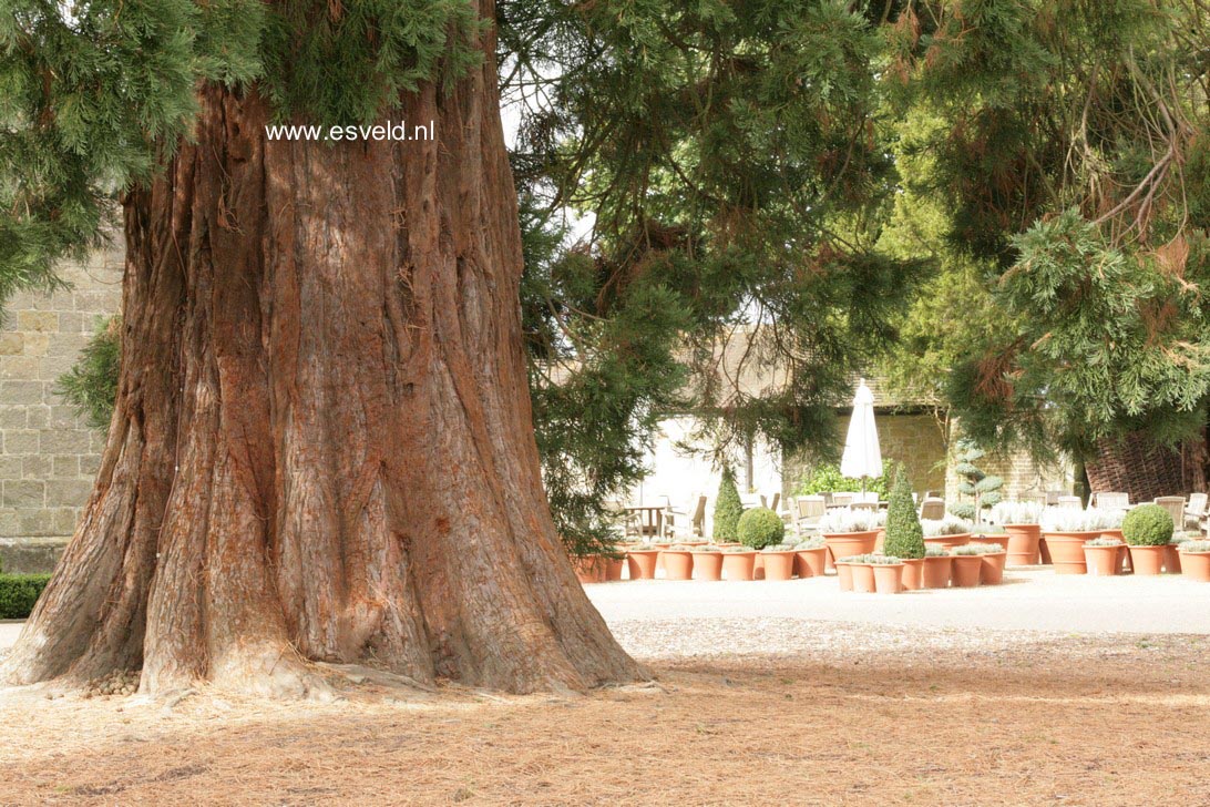 Sequoiadendron giganteum