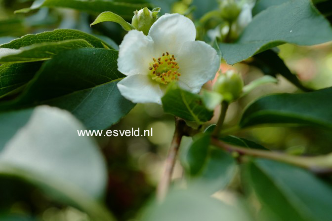 Stewartia sinensis