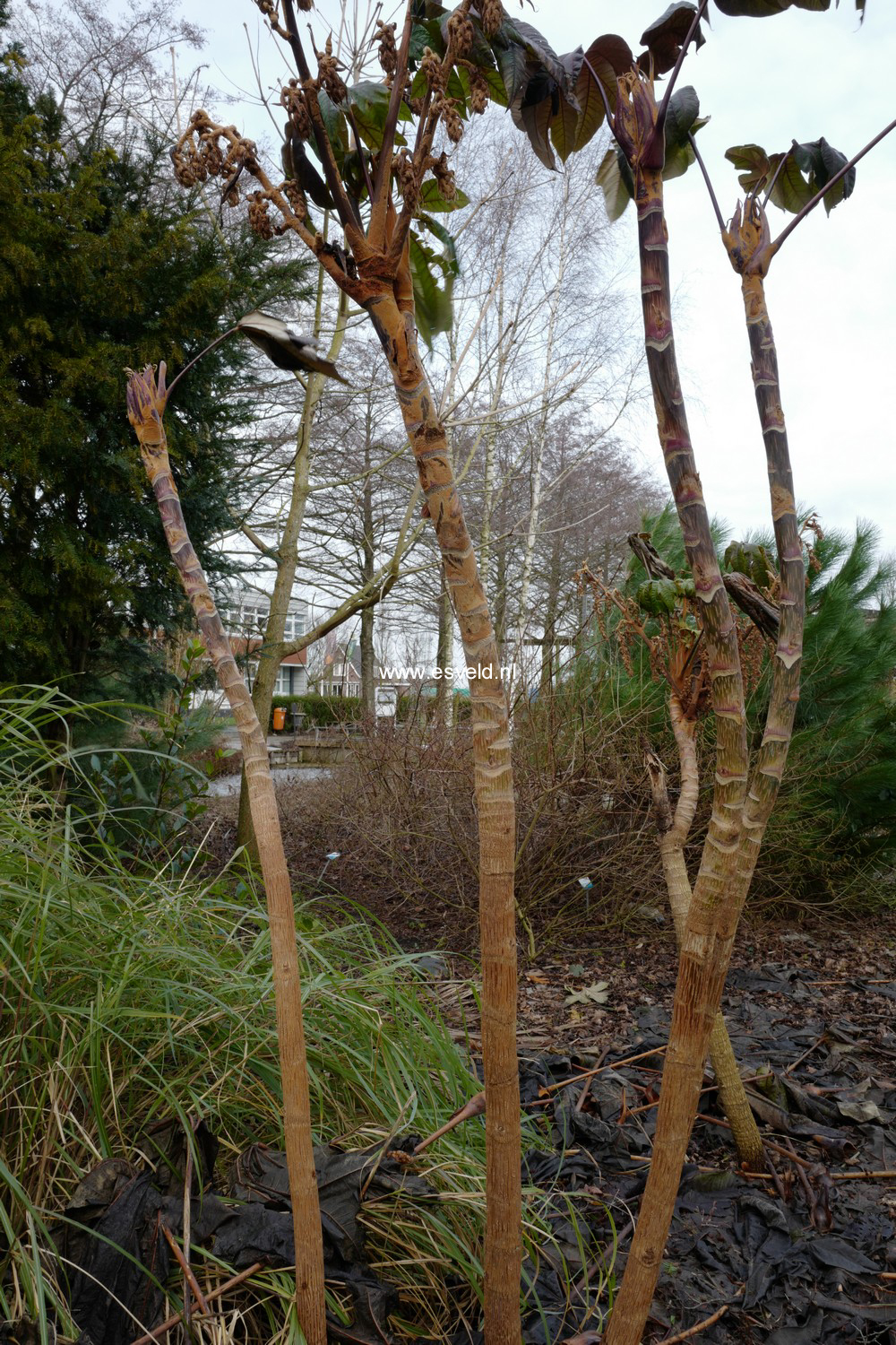 Tetrapanax papyrifer