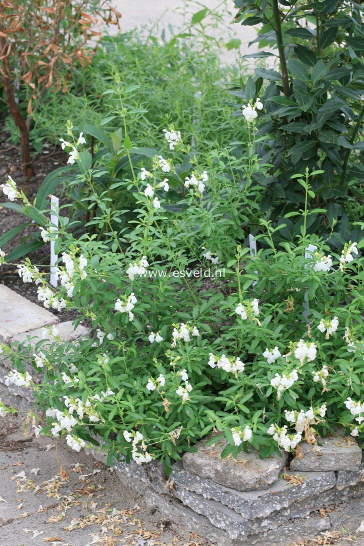Salvia greggii 'Alba'