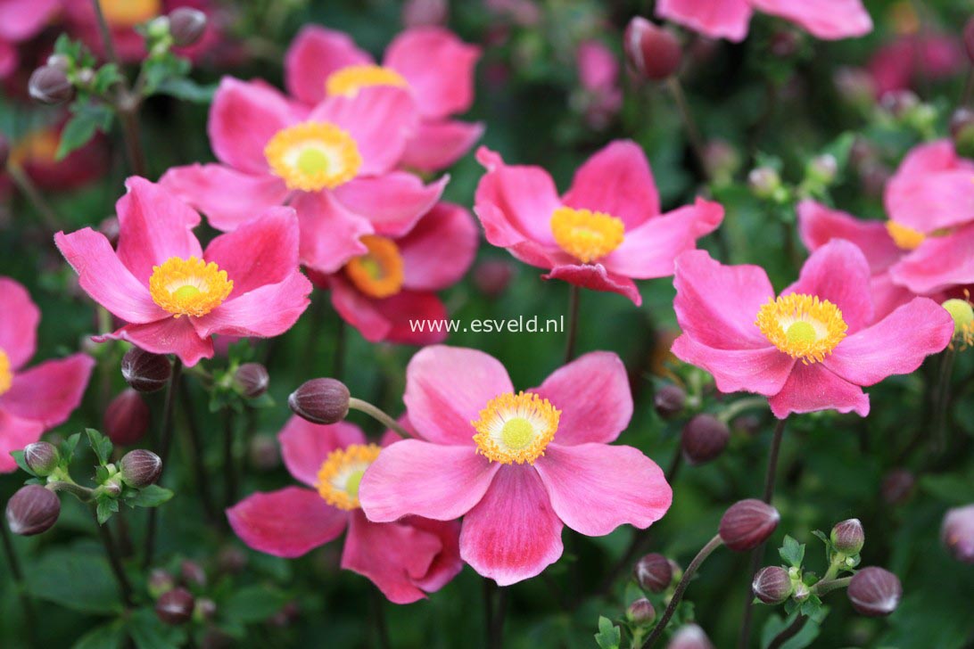 Anemone 'Pretty Lady Susan'