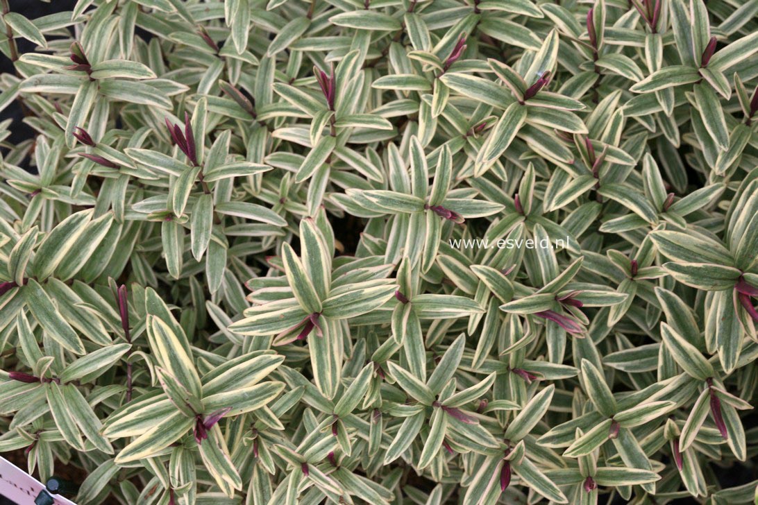 Hebe 'Lady Ann'