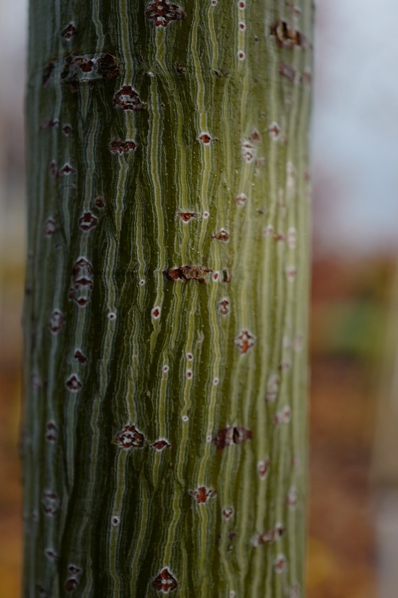 Acer capillipes