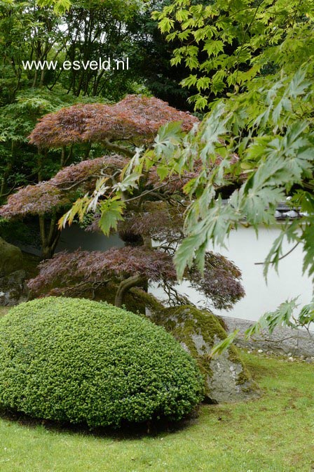 Acer palmatum 'Garnet'