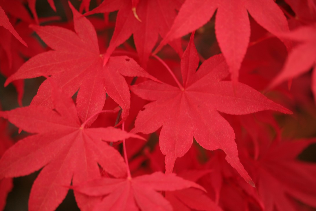 Acer palmatum 'Osakazuki'