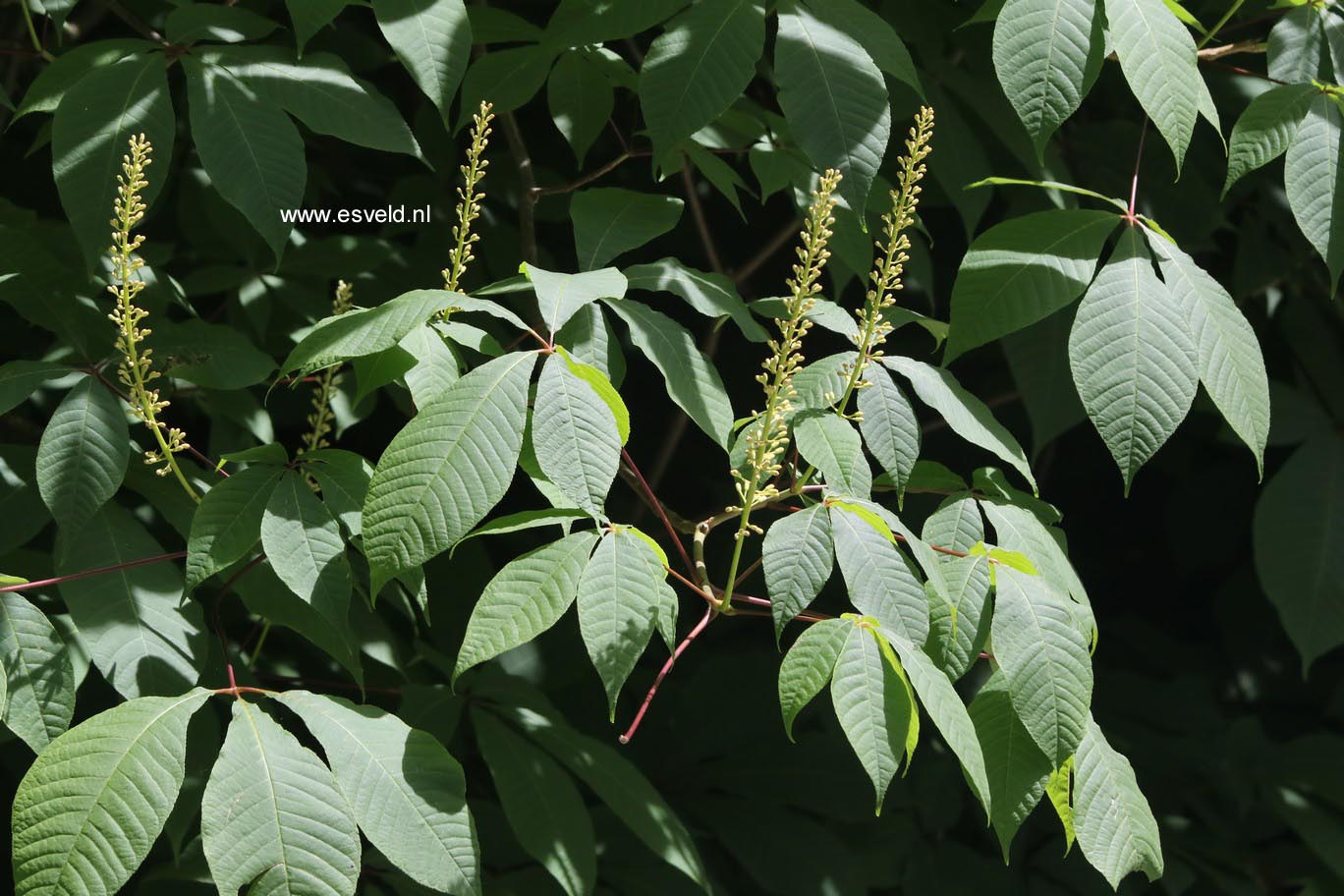 Aesculus parviflora