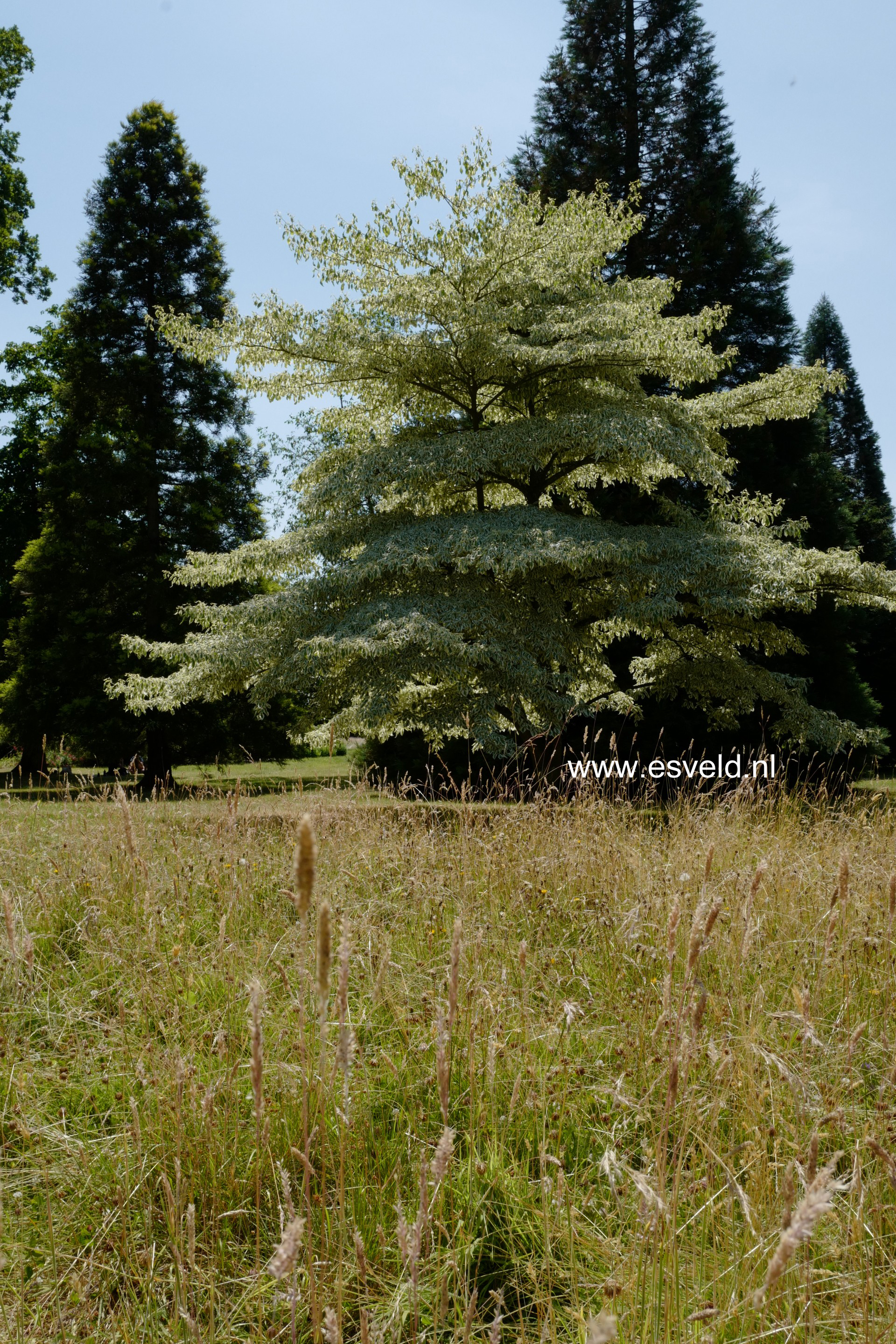 Cornus controversa 'Variegata'