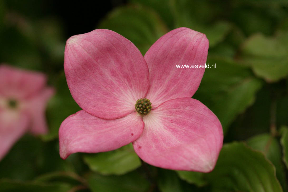 Cornus kousa 'Satomi'