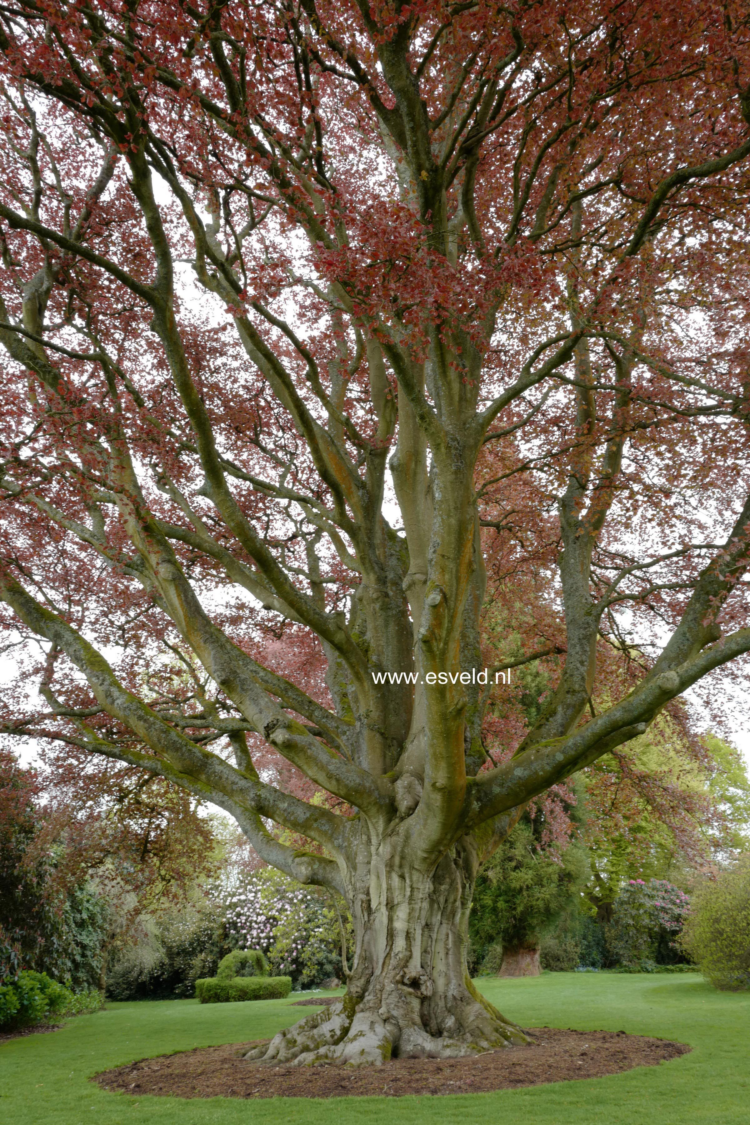 Fagus sylvatica 'Atropunicea'