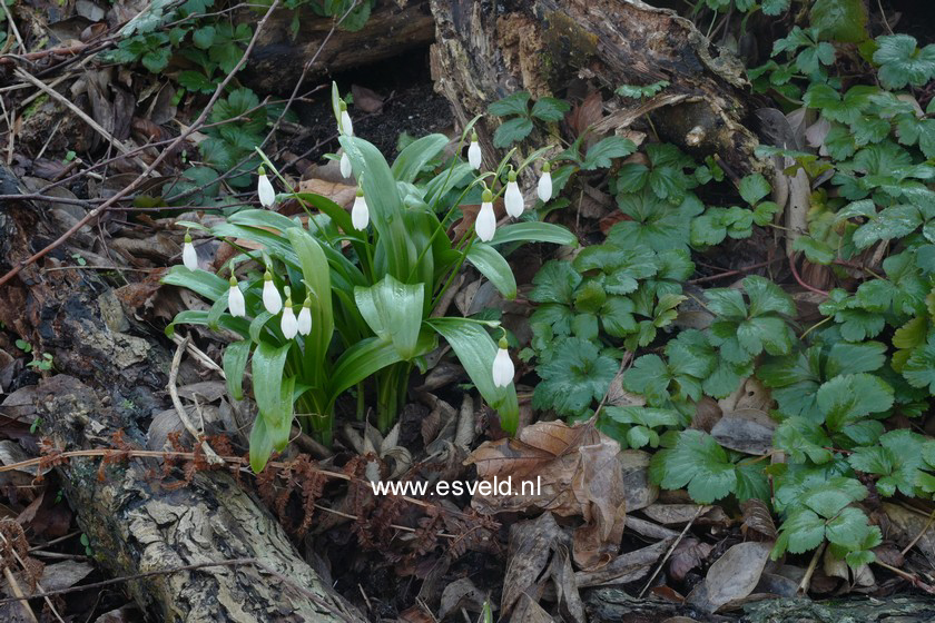 Galanthus nivalis