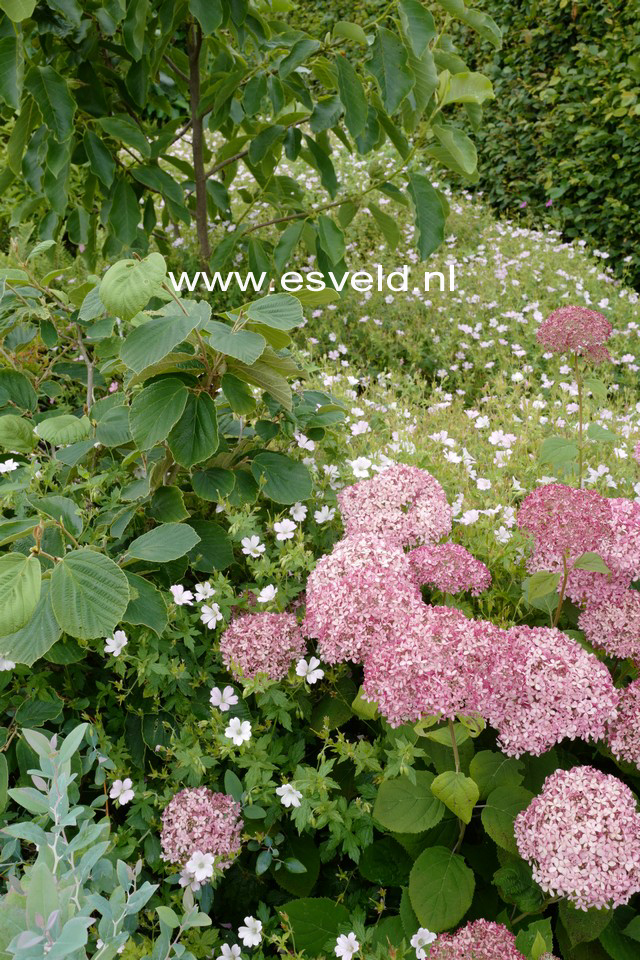 Hydrangea arborescens 'Ncha1' (INVINCIBELLE SPIRIT)