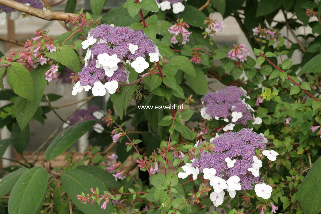 Hydrangea aspera 'Macrophylla'
