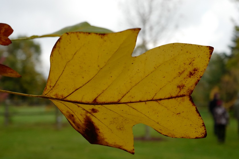 Liriodendron tulipifera