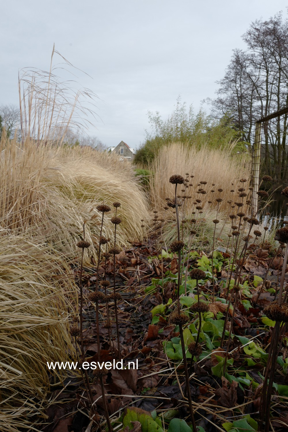 Phlomis russeliana