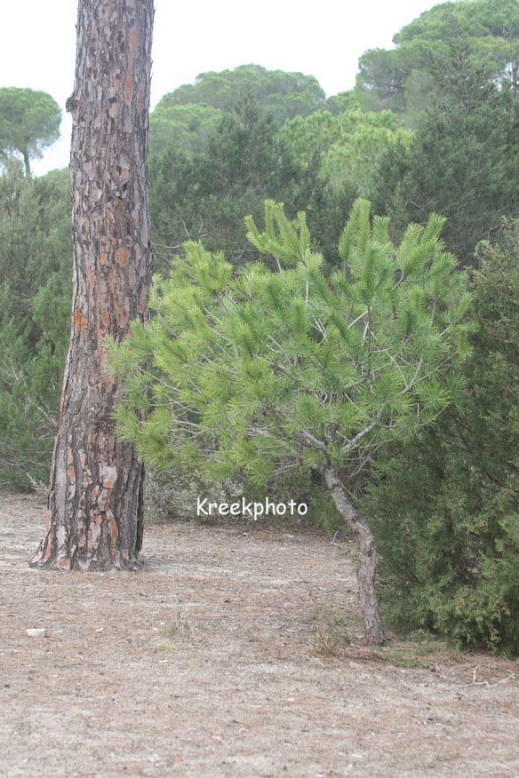 Pinus pinea